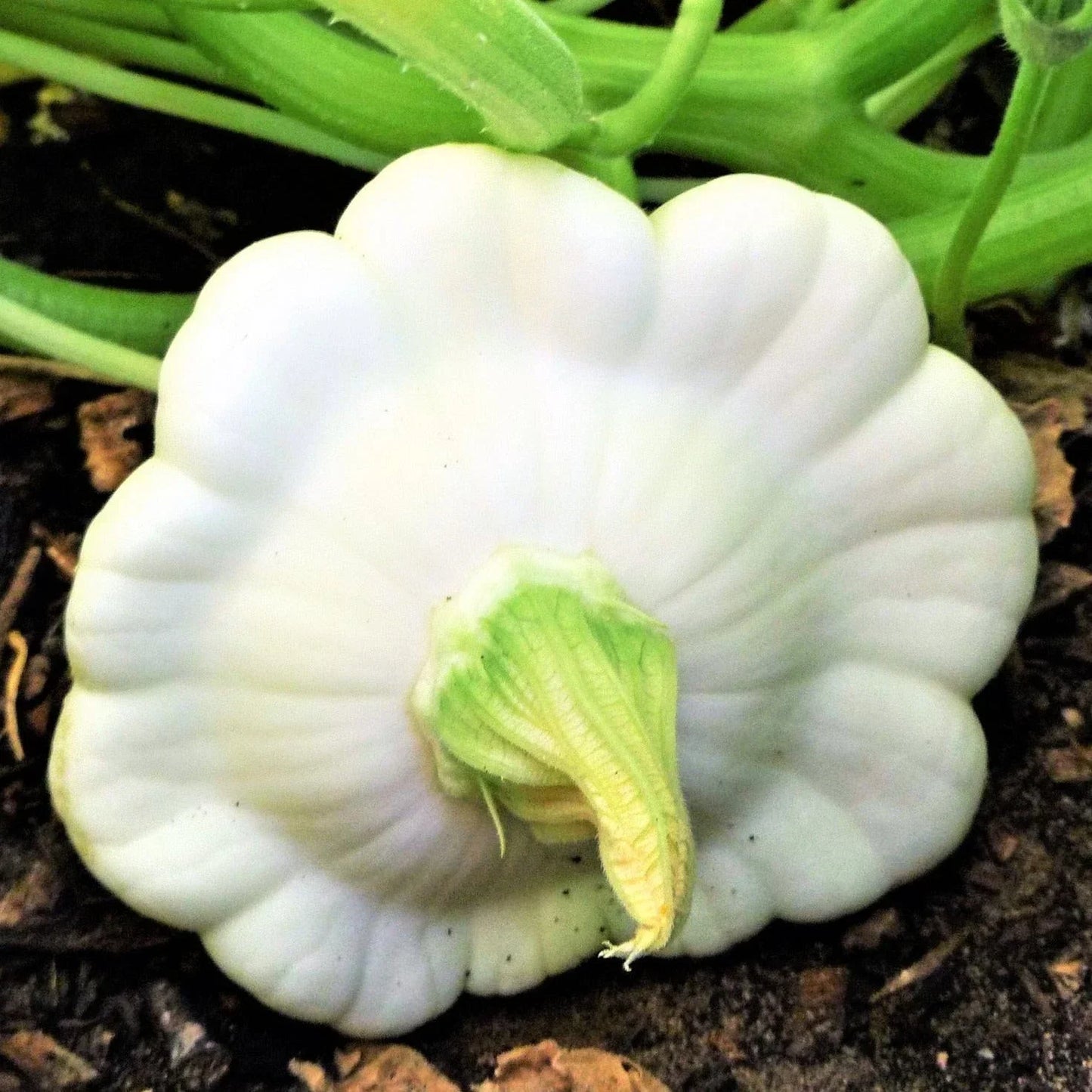 Early White Patty Pan Seeds - Heirloom Bush Scallop Squash Cucurbita pepo for 2025 Planting, Compact, Flat White Squash, Heirloom Seed Pack