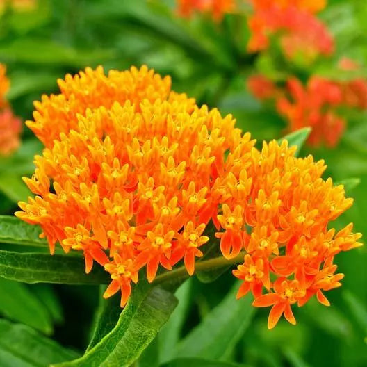 Milkweed Seeds - Orange Perennial Tuberosa - Monarch Butterfly Host Plant - Non-GMO - 50 Seeds - Attracts Pollinators