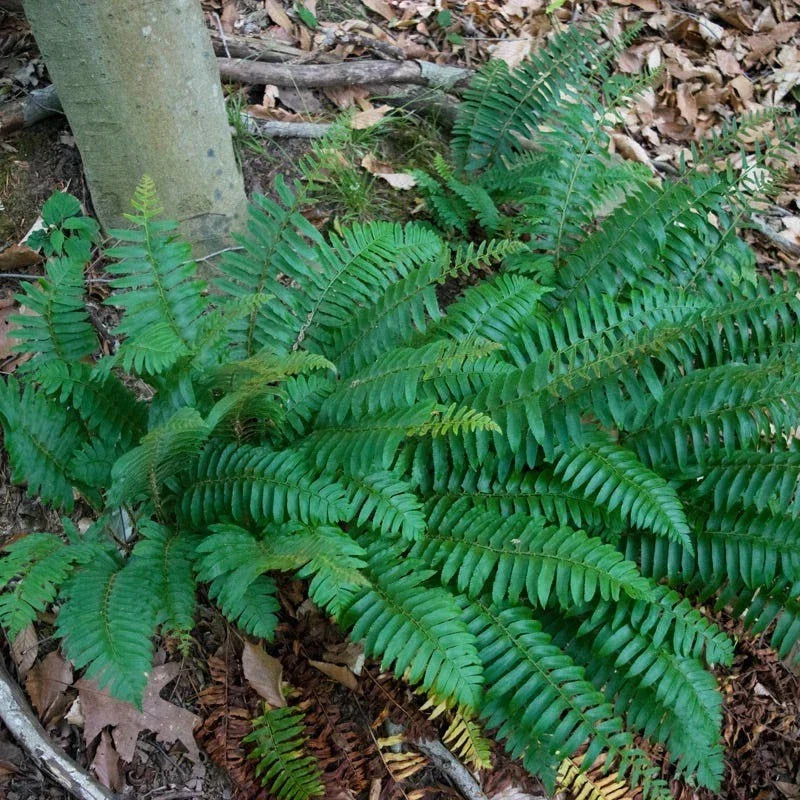 Christmas Fern Roots - 5 Bare Root Plants - Polystichum acrostichoides - Evergreen Perennial Fern for Shade Gardens and Ground Cover