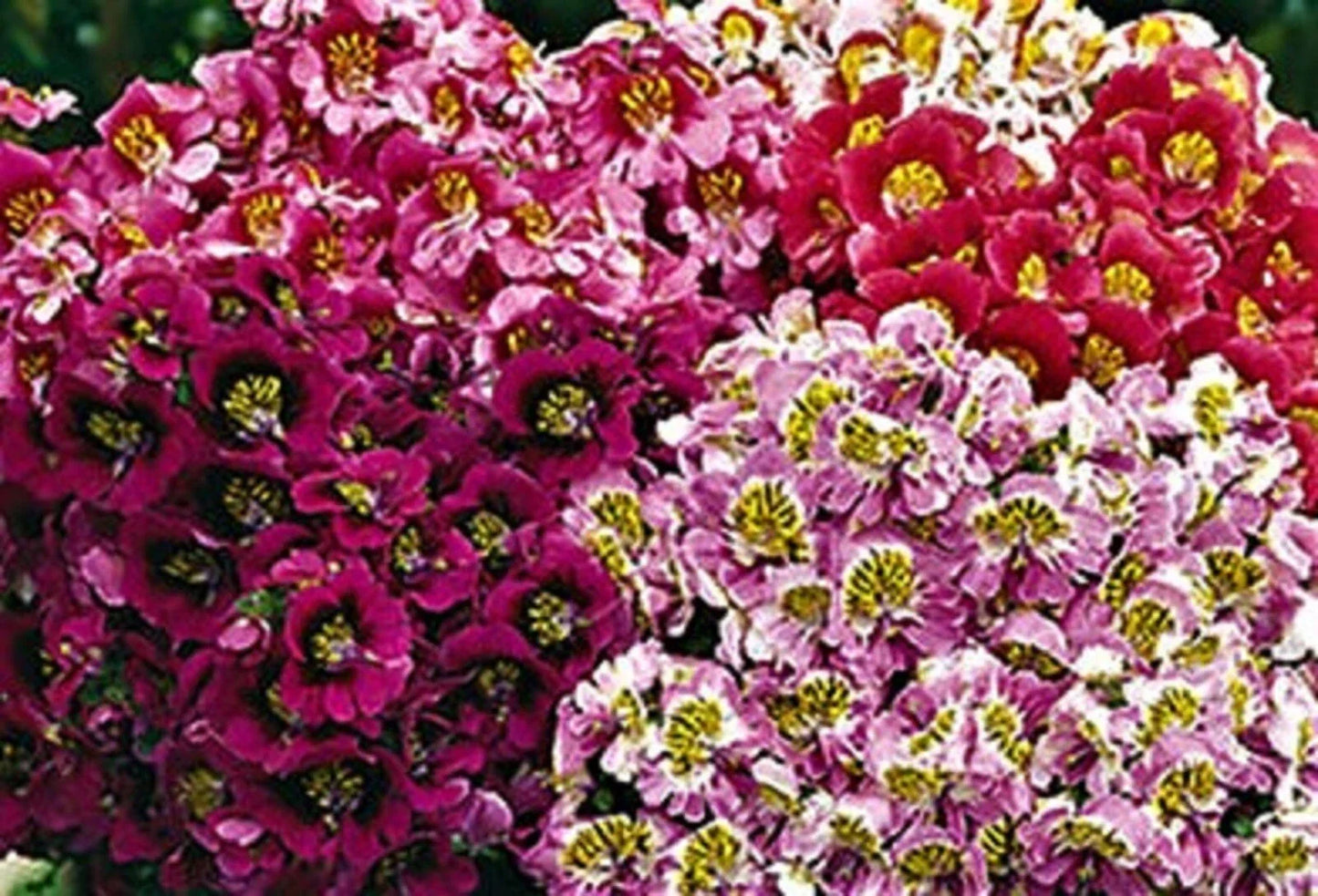 Butterfly Flower Seeds - Angel Wings Mix - 100+ Non-GMO Pollinator Seeds for Gardens & Wildflower Borders