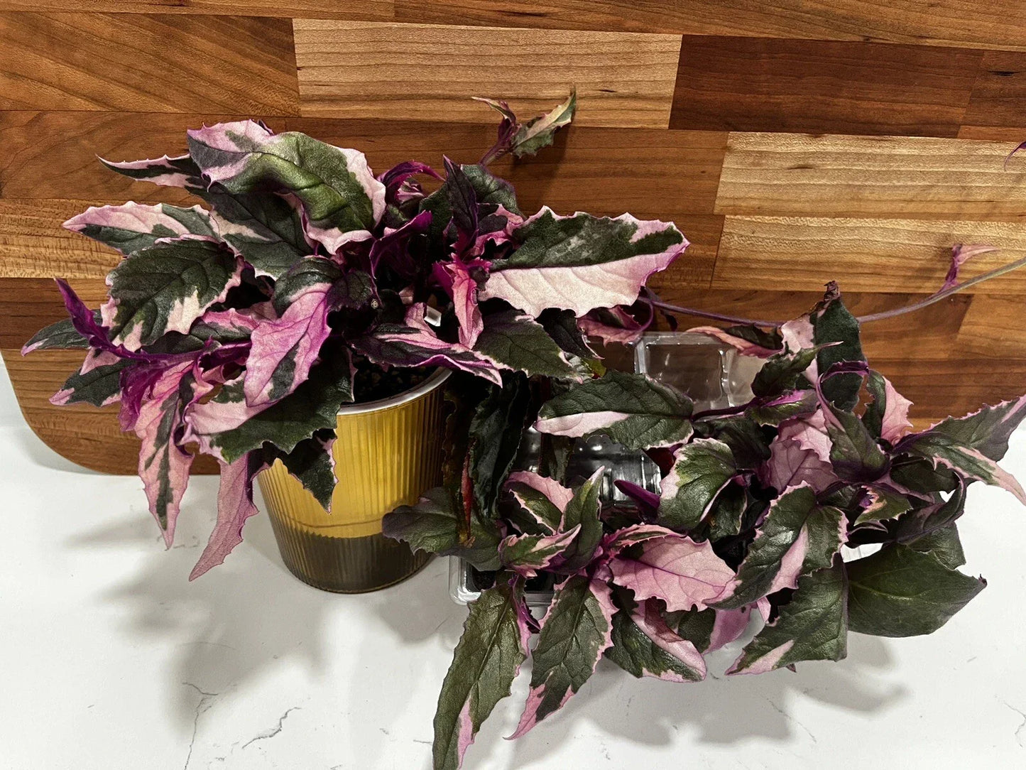 Variegated Purple Passion Plant - Fully Rooted Gynura aurantiaca Indoor Houseplant with Colorful Foliage