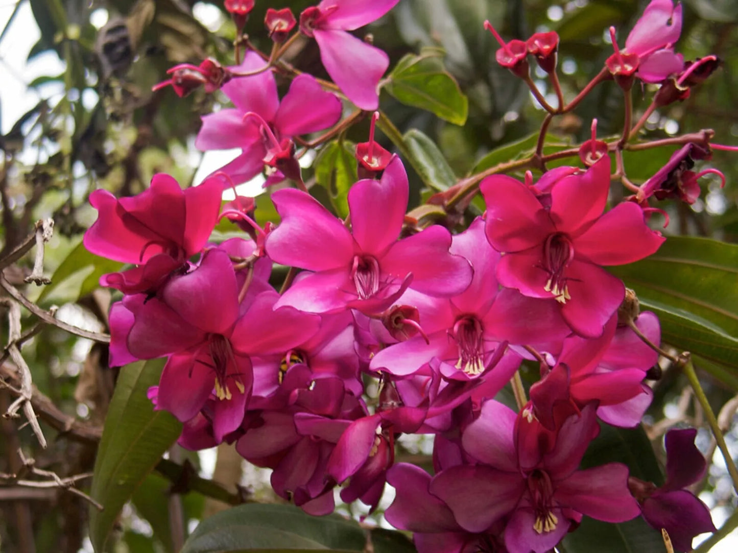 Rare Tropical Meriania Seeds - Motley Meriania (Meriania nobilis) Pack of 5 for Indoor & Outdoor Gardens