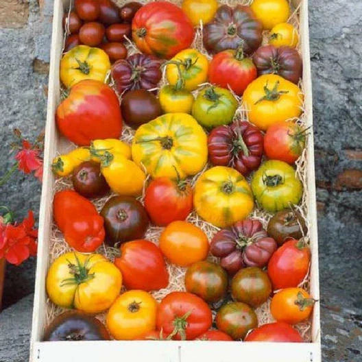 Heirloom Tomato Seed Mix - 100 Non-GMO Open Pollinated Vegetable Seeds - Colorful Varieties - Solanum lycopersicum