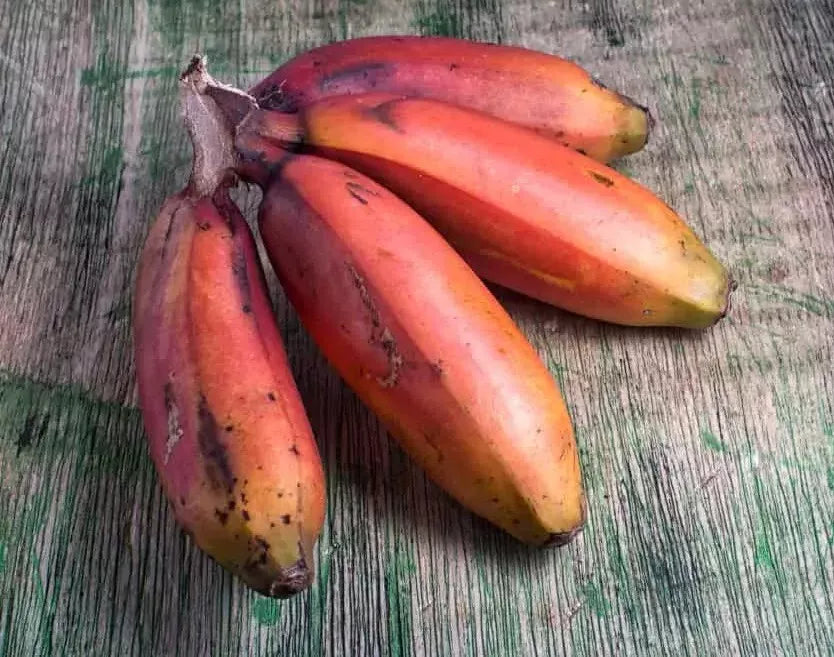 Red Dacca Banana Plant - Live Musa acuminata 'Dacca' with Red and Green Foliage, Tropical Fruit, Indoor/Outdoor