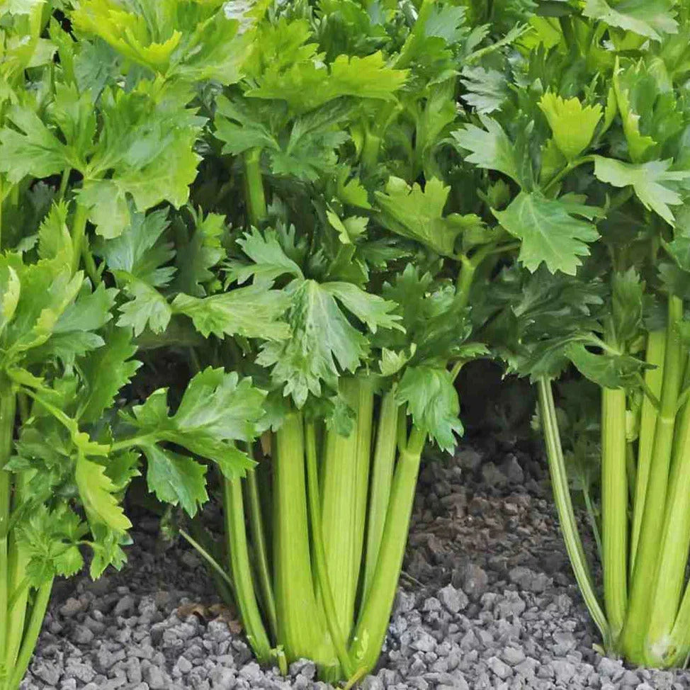 Celery Seeds Packet 1500+ Count Tall Utah 52-70R Improved Apium graveolens for Gardening & Harvest