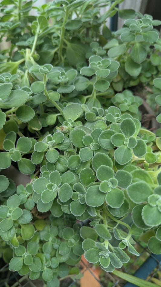 Live Plectranthus Tomentosa Vicks Plant – Aromatic Groundcover with Minty Fragrance, Indoor/Outdoor, Pet-Friendly