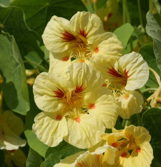 Nasturtium Seeds Peach Melba Dwarf Edible Flower Pack of 25 Non-GMO Tropaeolum majus for Container Garden, Border Plant