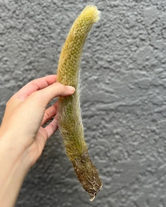Monkey Tail Cactus Cutting 6-8" Bare Root Hildewintera Fuzzy Succulent for Indoor & Outdoor Gardens