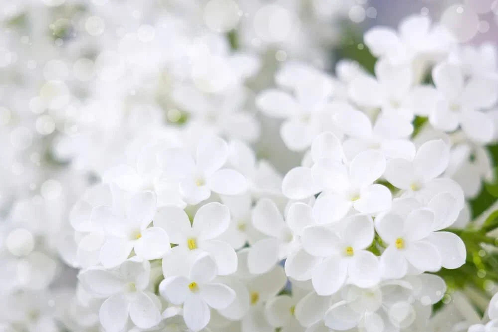 White Lilac Seeds | 100+ Seeds | Fragrant Syringa vulgaris | Perfect for Garden or Indoor Planting