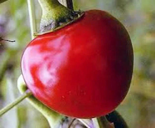 Large Hot Cherry Pepper Seeds, Heirloom, Non-GMO, Capsicum annuum, 500 Seeds for Salsas, Sauces, Pickling