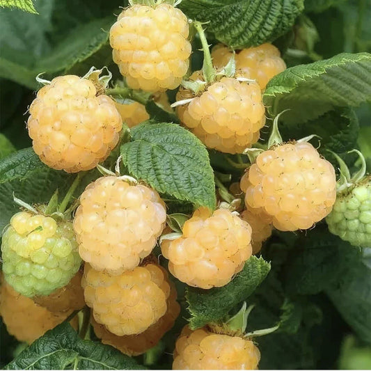 Golden Raspberry Seeds - 100 Pack - Edible Yellow Berry Vine - Rubus idaeus var. strigosus - Organic, Non-GMO, Easy to Grow