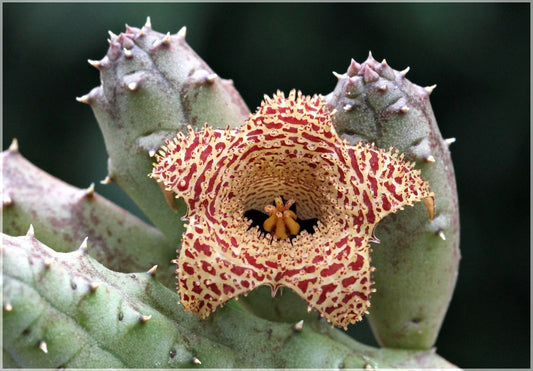 Huernia Erinacea Succulent in 3.5" Pot | Rooted Starfish Flowering Plant | Unique Low-Maintenance Cactus