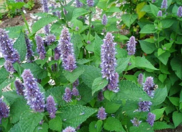 Hyssop Seeds - 200+ Fragrant Blue Perennial Herb Seeds - Hyssopus officinalis - Mint Family for Herb Gardens & Landscaping