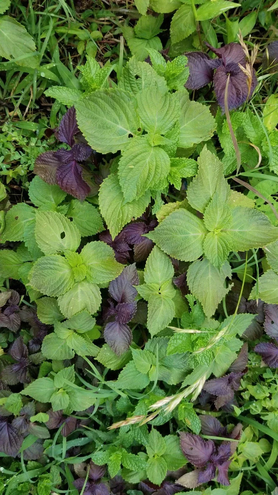 Shiso Plant Bundle - 12 Bare Roots + 12 Free Bonus - Perilla frutescens - Culinary Herb for Home Gardens