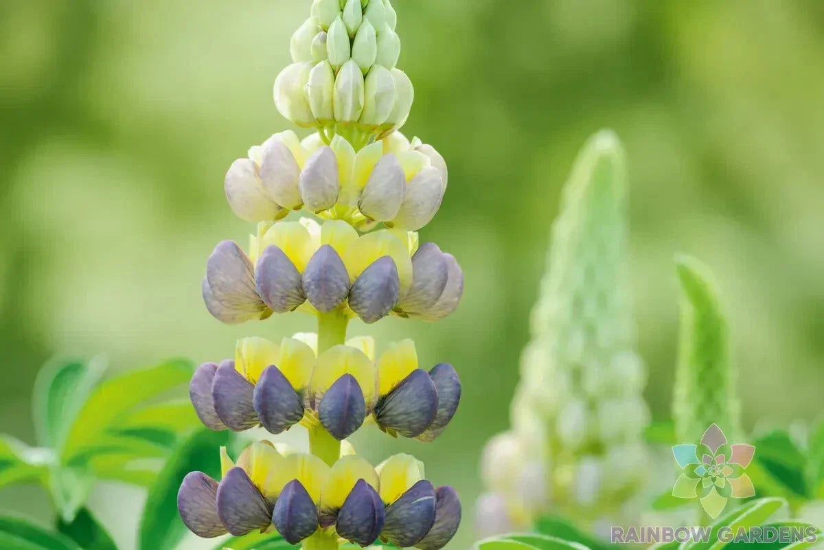 Bruiser Lupine Seeds - 25+ Pack, Lupinus polyphyllus, Perennial Flowering Plant for Garden Borders & Pollinator Attraction