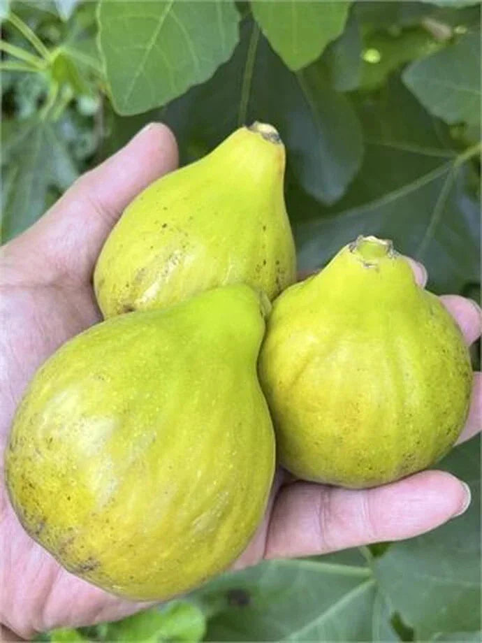 Fico Bianco Siciliano Cutting - 3 Nodes, 8+ Inches - Fig Tree Cutting (Ficus carica) - Ideal for Propagation and Gardening