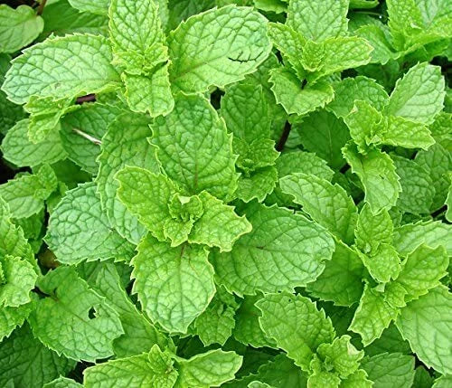 Spearmint Seeds 215 Count - Mentha spicata Herb for Culinary, Tea & Garden - Non-GMO, Easy to Grow, Fragrant Herb Seeds