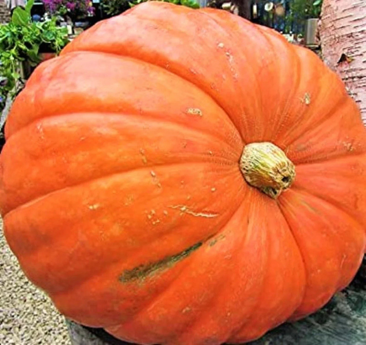 Big Max Pumpkin Seeds - 5 Non-GMO Seeds for Giant Pumpkins - Cucurbita maxima - Perfect for Home Garden & Fall Decorations