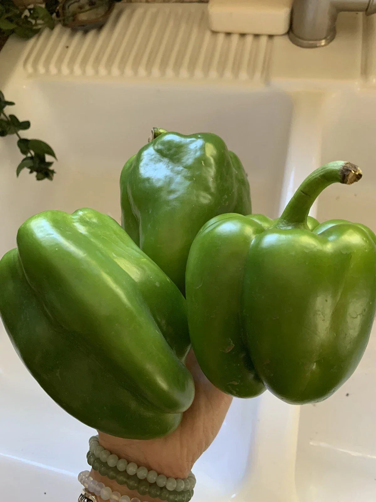 California Wonder Green Bell Pepper Seeds – 50 Heirloom Non-GMO Capsicum annuum for Home Garden, Container, and Vegetable Gardening