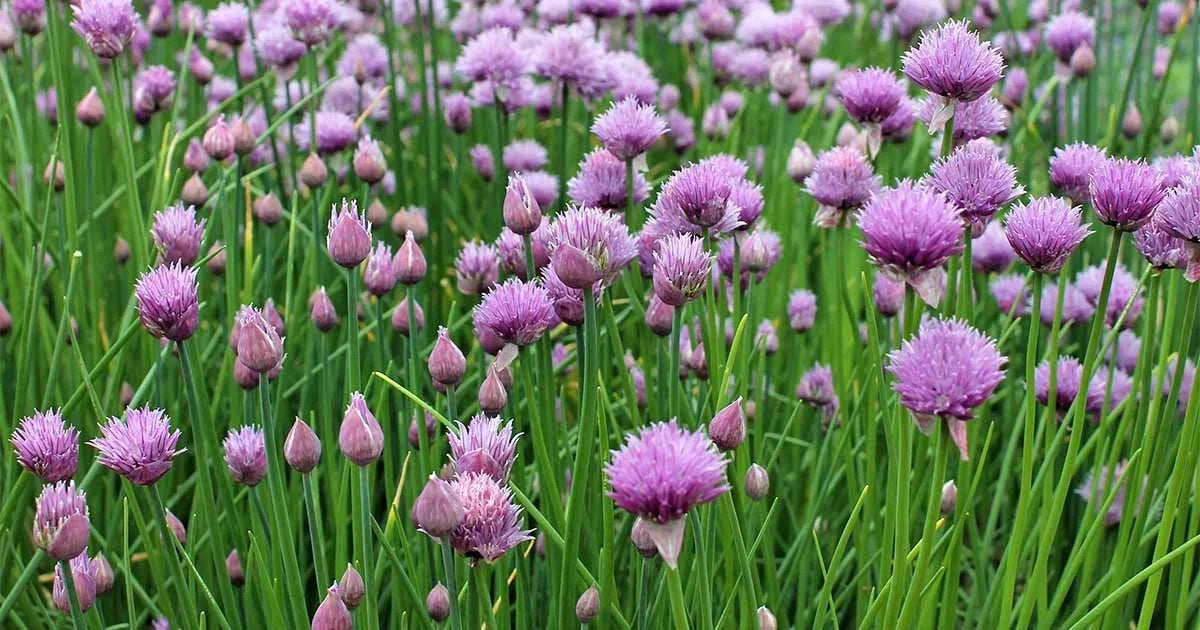 Chives Seeds Non-GMO Allium schoenoprasum Culinary Herb Packets for Kitchen Garden, Full Sun