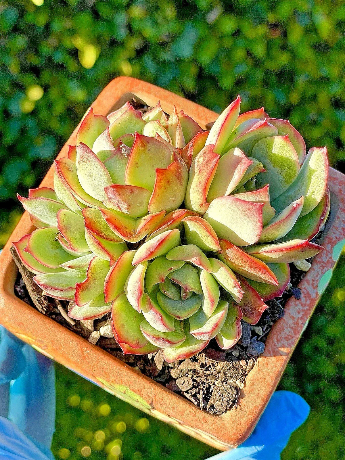 Rare Echeveria pulidonis Succulent Plant - 3.5-Inch Rooted Live Plant with 4 Heads, Silvery-Green with Red Edges, Award-Winning Rosette