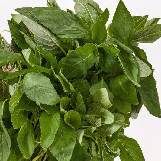 Green Amaranth Seeds - Microgreens Packets, Amaranthus Viridis, Chinese Spinach, Non-GMO, Indoor & Outdoor Gardening