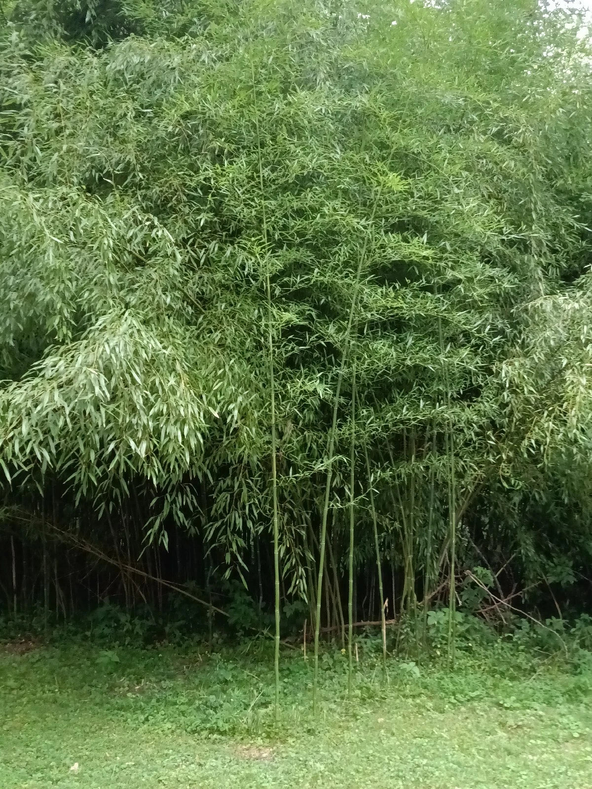 Mosso Bamboo Roots - 2 Pieces for Planting - Phyllostachys edulis - Fast-Growing, Versatile Garden Rootstock