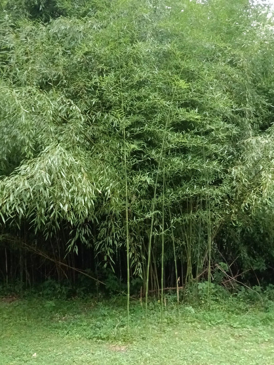 Mosso Bamboo Roots - 2 Pieces for Planting - Phyllostachys edulis - Fast-Growing, Versatile Garden Rootstock