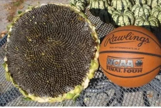 Giant Mongolian Sunflower Seeds Pack of 25+ Non-GMO Heirloom Helianthus annuus for Tall, Vibrant Yellow Blooms