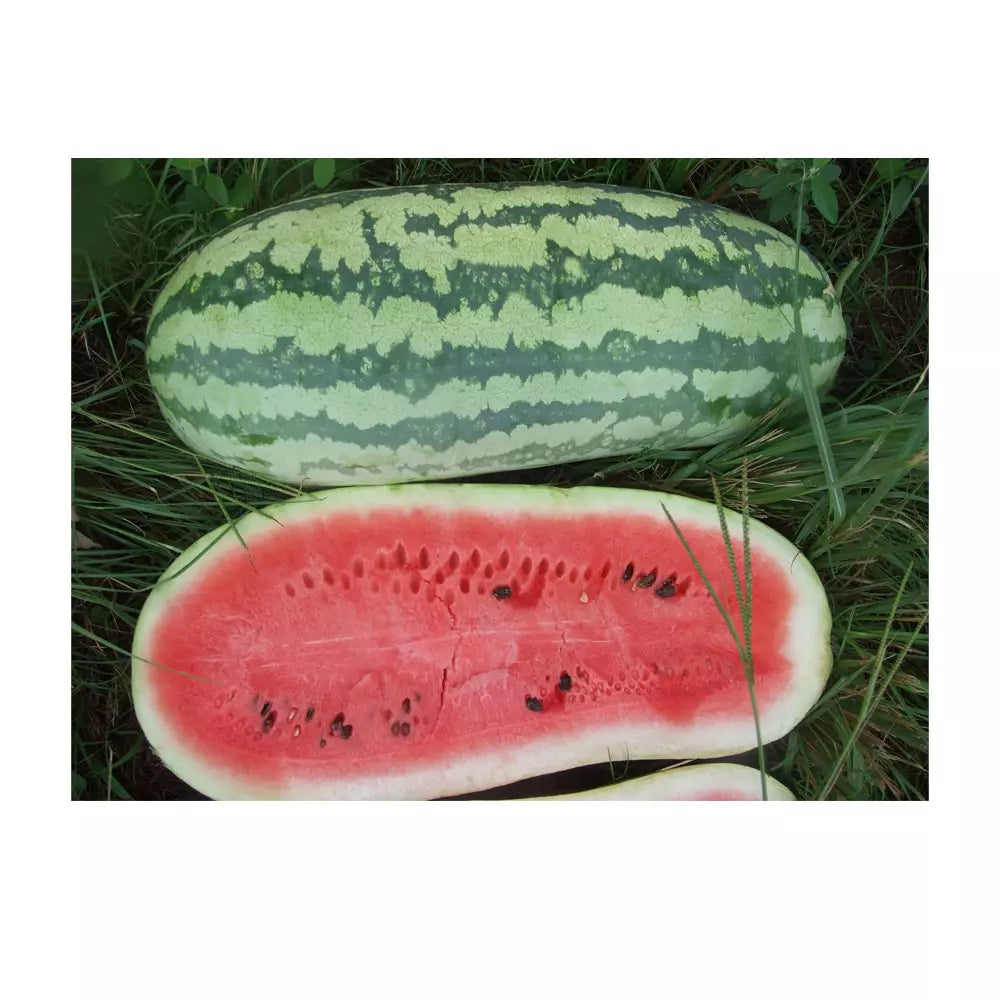 Giant Jubilee Watermelon Seeds - Non-GMO Heirloom Citrullus lanatus for Large, Sweet, Juicy Watermelons - 20 Pack