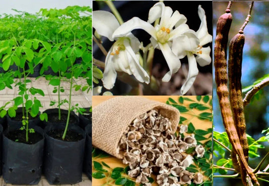 Organic Moringa Oleifera Tree Seeds - Pack of 10+ Viable, Fast-Germinating, Nutrient-Rich Superfood Seeds for Home Gardens