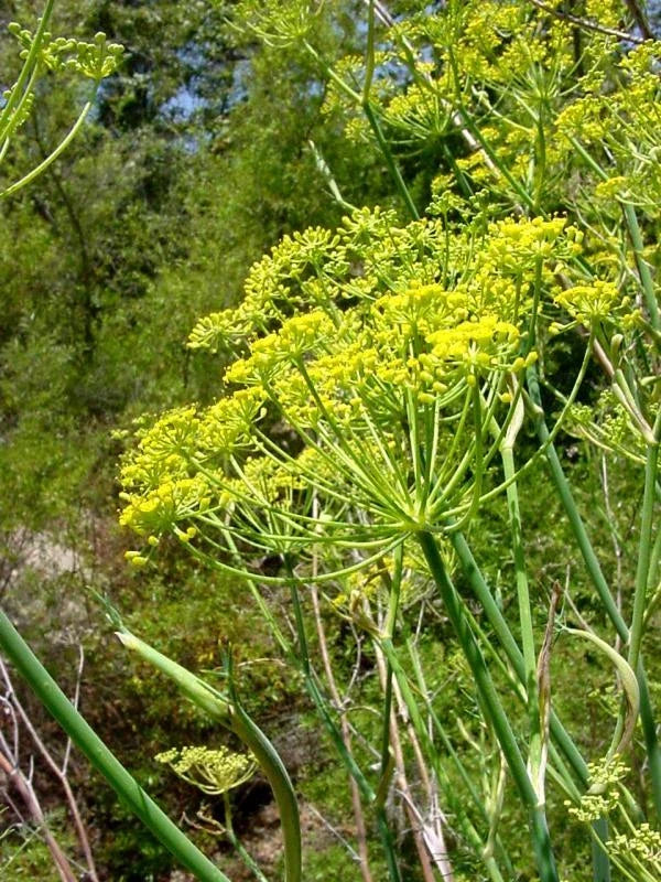 Sweet Fennel Seeds - 100+ Premium Foeniculum vulgare var. dulce Herb Seeds for Cooking & Gardening