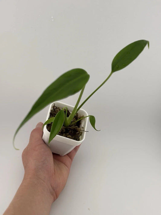 Monstera adansonii Starter Plant - 3 Inch Pot, Indoor Tropical Plant, Perforated Foliage, Fully-Rooted, Monstera Burle Marx Flame