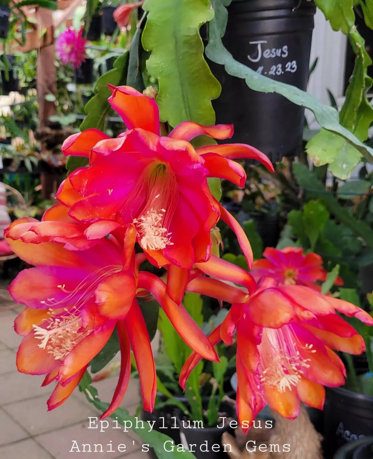 Epiphyllum Cuttings 8-10 Inches Jesus Variety Orchid Cactus Epiphyllum spp. for Bright Indoor Gardens