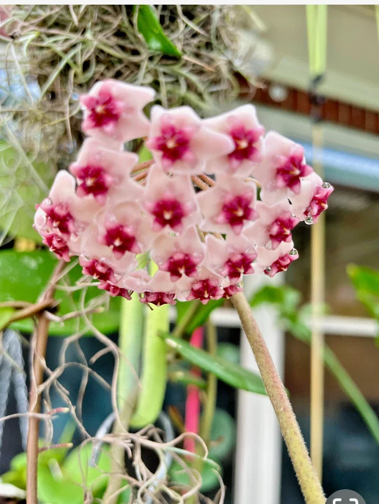 Hoya Obovata Wax Plant - 4" Rooted Tropical Houseplant, Easy Care Indoor Plant, Air Purifying, Hoya obovata