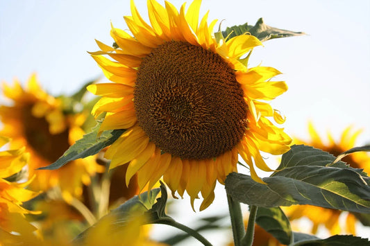 Mammoth Black Russian Sunflower Seeds - Organic Helianthus annuus - Wildflower for Tall, Vibrant Garden Blooms - Pack of 25+