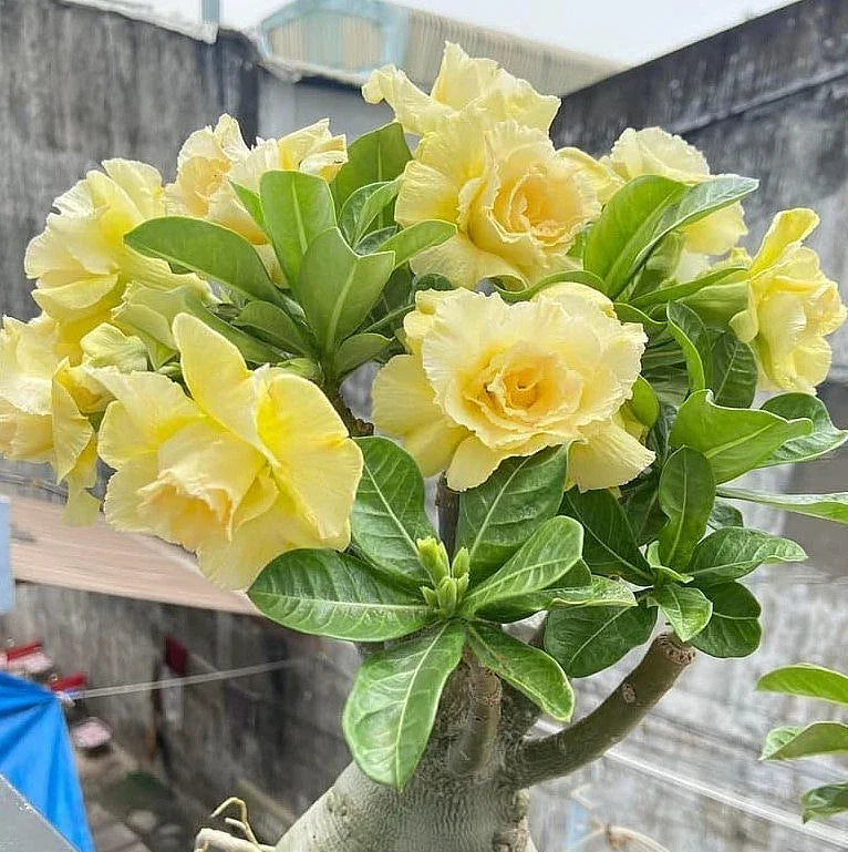 Double-Yellow Desert Rose Starter Plant - Adenium Obesum Succulent Indoor Plant No Pot, Bright Yellow Blooms, Low Maintenance
