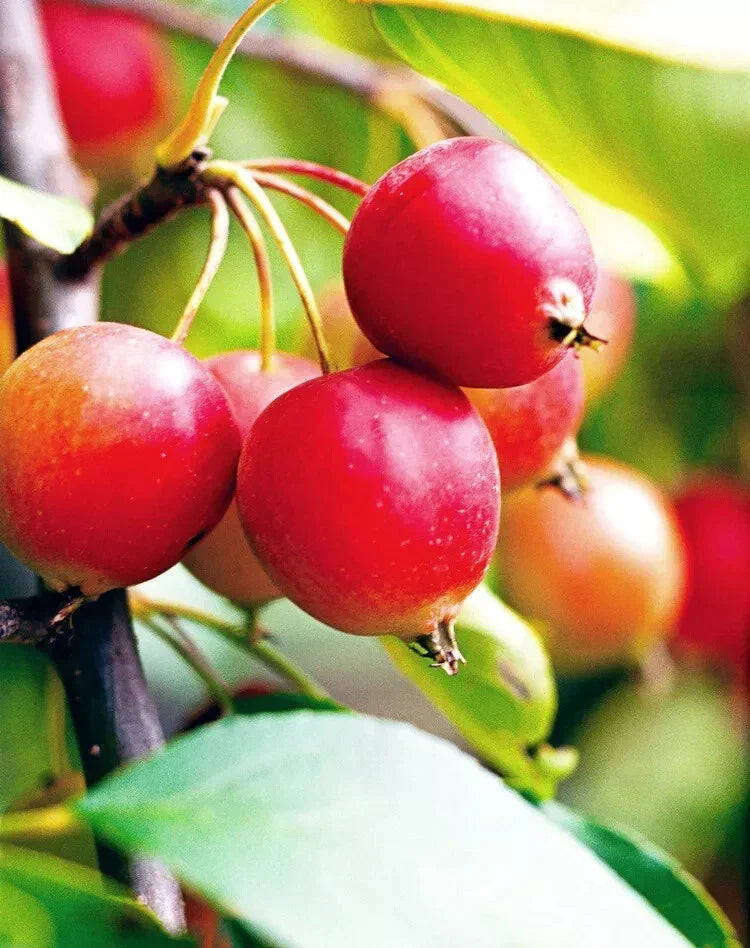 Callaway Crabapple Seeds - 25+ Malus 'Callaway' Deciduous Tree for Garden Planting, Flowering, Pollinator Attractant