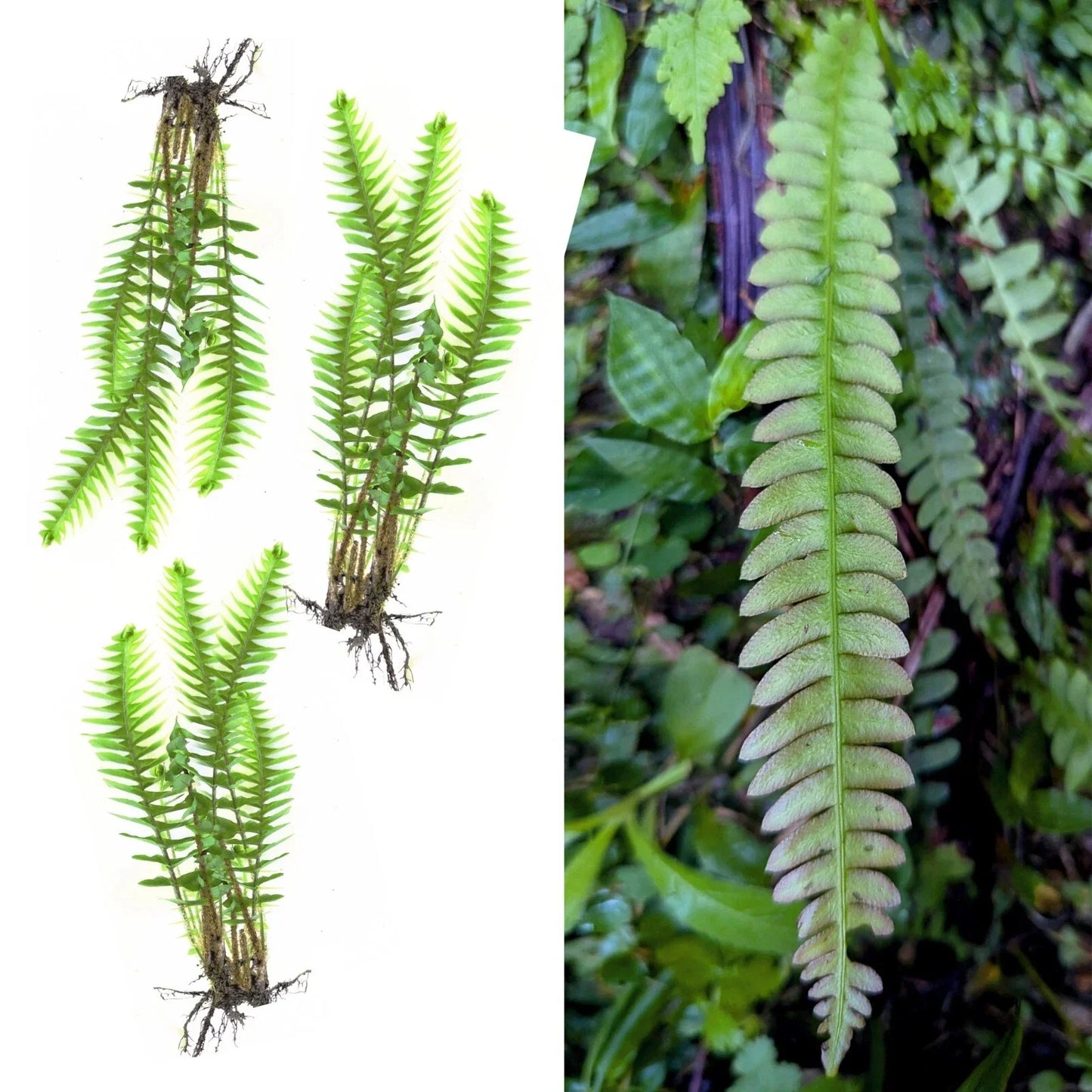 Rare Live Bare Plants Set of 3 | Blechnum Polypodiodes Ferns | Soft Leaves, Shade Tolerant, Exotic 4-Inch Plants