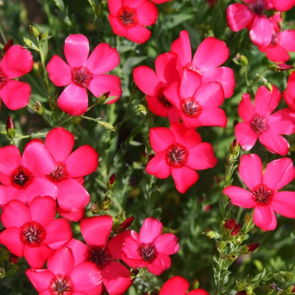 Scarlet Flax Seeds for Planting - Red Crimson Ruby Linum grandiflorum, Wildflower Garden Seeds, Attracts Pollinators, 2025 Gardening