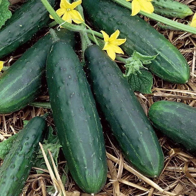 Space Master Cucumber Seeds - Heirloom Non-GMO Organic Seeds for Small Gardens & Containers - Cucumis sativus