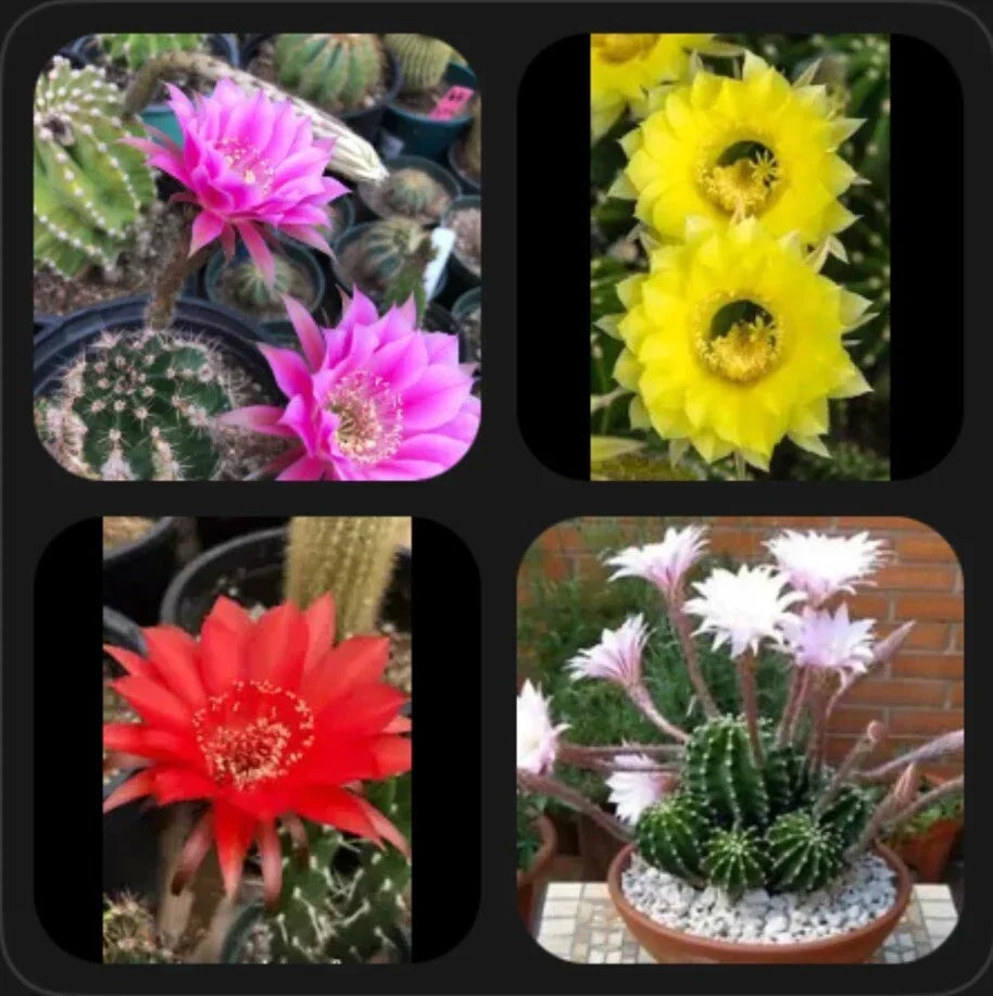 Echinopsis oxygona Easter Lily Succulent Pups 1" Rooted Plants in Four Colors for Garden Indoor Collection
