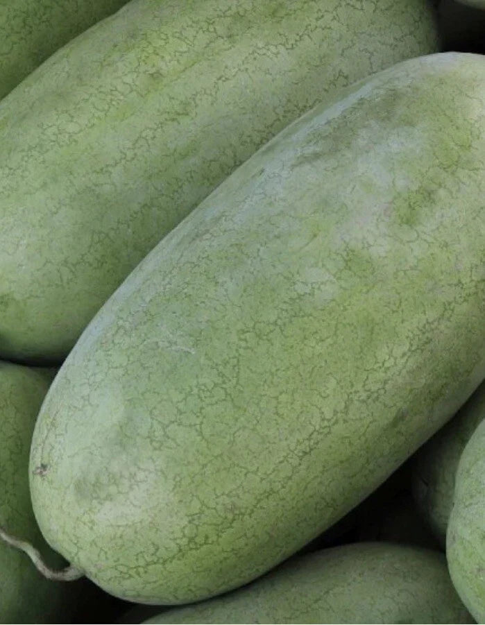 Charleston Gray Watermelon Seeds – Non-GMO, 20 Pack, Citrullus lanatus, Large Juicy Fruit for Home Gardens and Farms