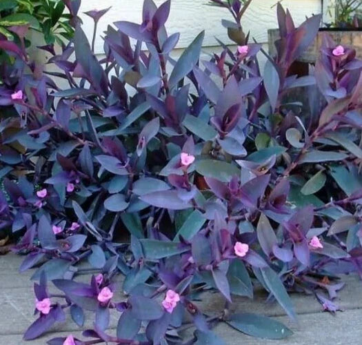 Purple Heart Wandering Jew Cuttings - 5 Pack, 6-Inch, Tradescantia pallida, Indoor & Outdoor Plant, Vibrant Purple and Green Foliage