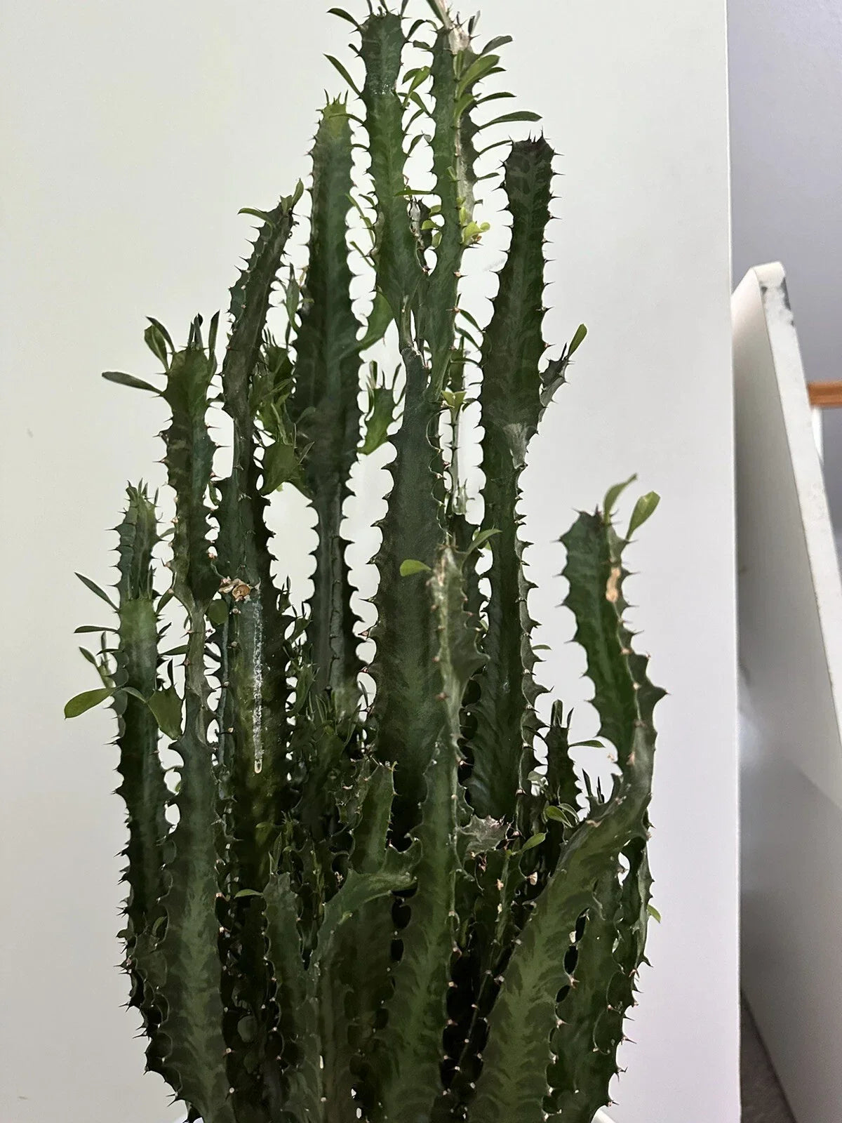 African Milk Tree Cutting - Trigona Green Succulent for Indoor Decor - Easy Care Houseplant