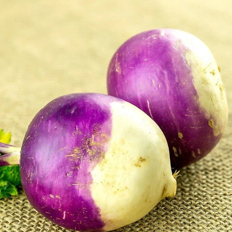 Rutabaga Seeds - 200 Heirloom American Purple Top - Non-GMO, Brassica napus, Vegetable Gardening, Fall & Winter Crop