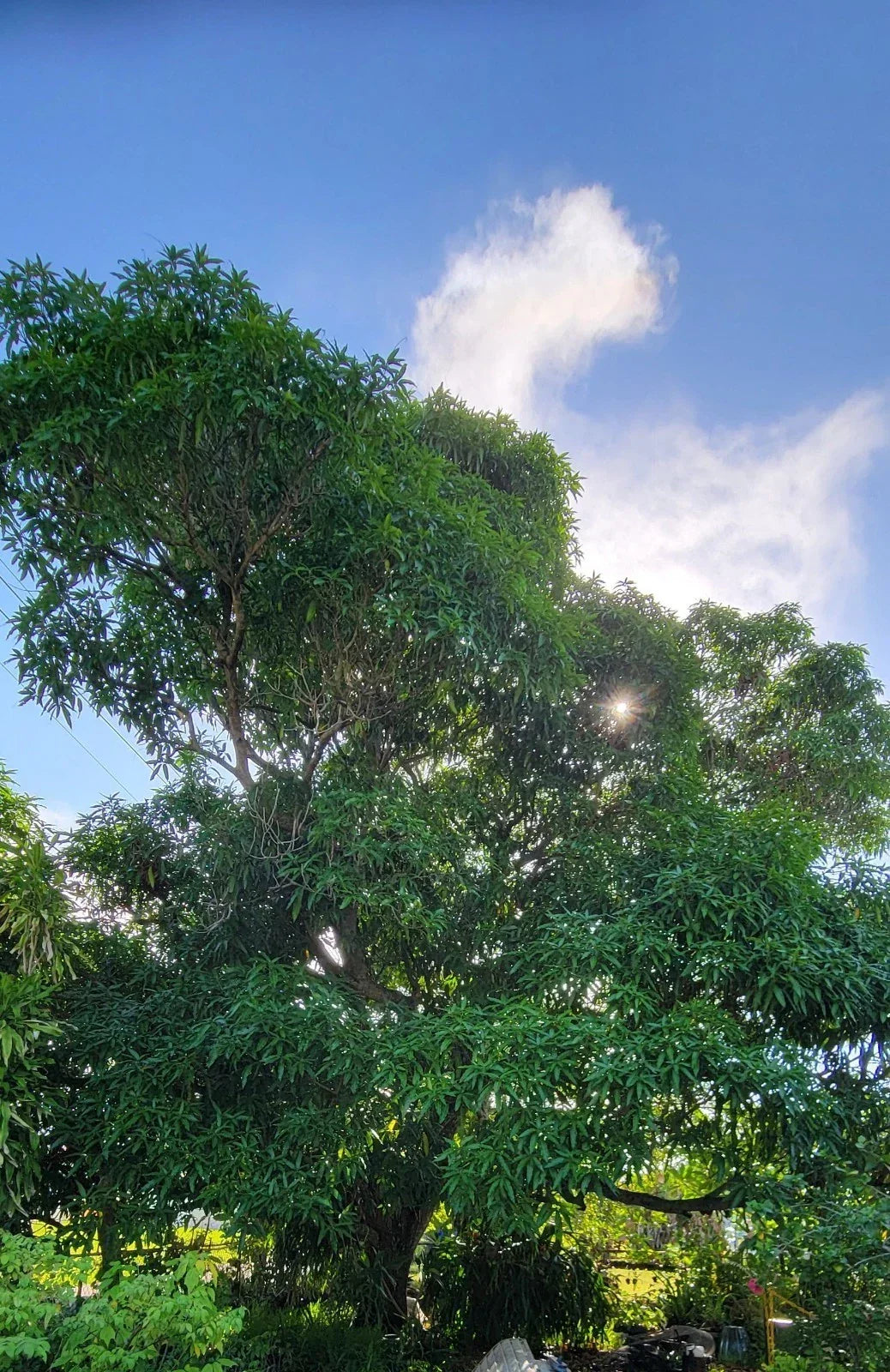 Rooted Hayden Mango Tree Seedling - Live Tropical Fruit Plant - Mangifera indica - Easy Care, Juicy Mangoes, Garden Tree