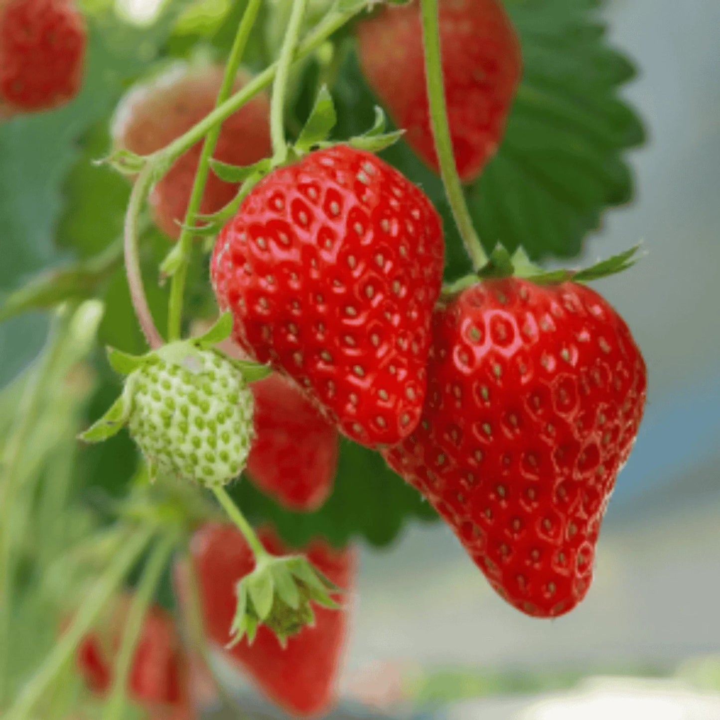Earliglow Strawberry Roots – Bare Root Plants, June-Bearing, Sweet & Juicy, Fragaria × ananassa