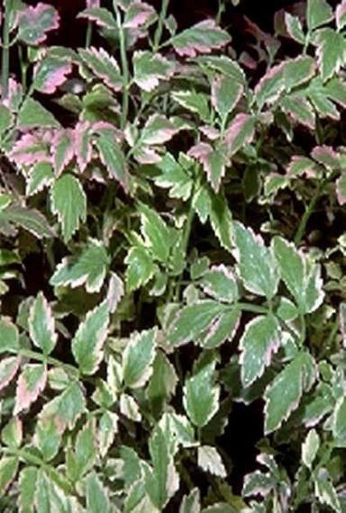 Live Variegated Water Celery Plant – Cold Hardy Aquatic Marginal Plant for Ponds – Oenanthe javanica