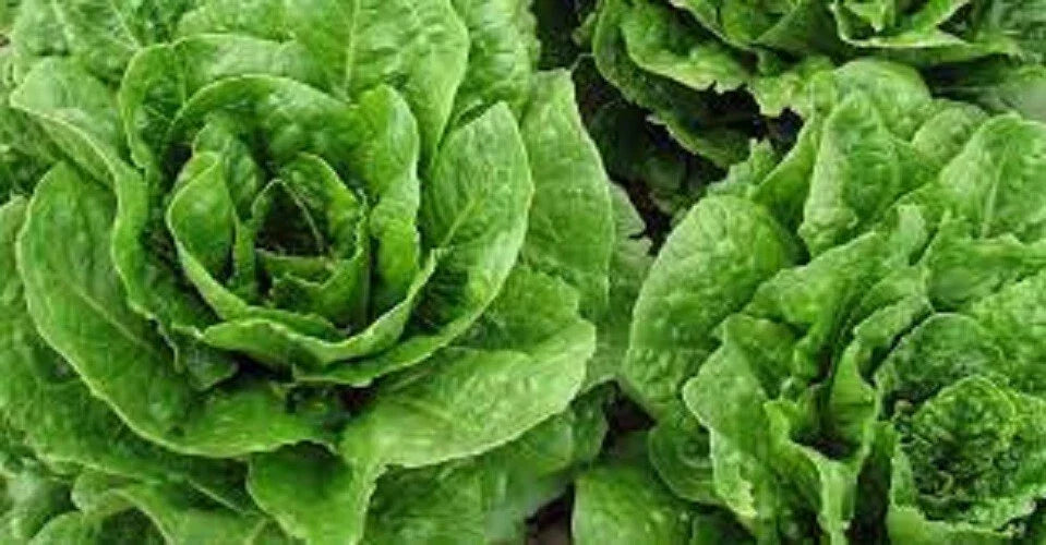 Organic Heirloom Lettuce Seeds - Parris Island Romaine, Non-GMO, Garden Variety, Lactuca sativa, Seed Packet